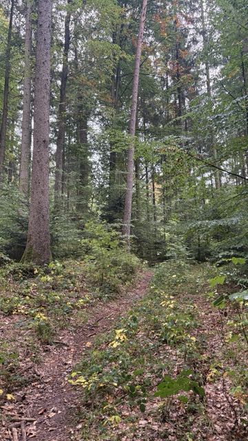 2026 10 01 Waldtag 1